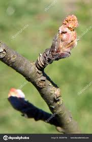 Attēlu rezultāti vaicājumam “Sorbus aucuparia bud”