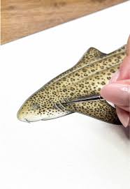 Image result for Stegostoma tigrinum