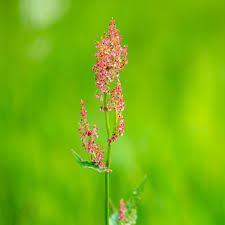 Attēlu rezultāti vaicājumam “Rumex acetosa flower”