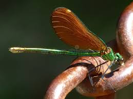 Attēlu rezultāti vaicājumam “Calopteryx virgo female”
