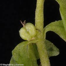 Attēlu rezultāti vaicājumam “Callitriche cophocarpa leaf”