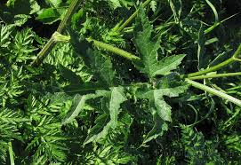 Attēlu rezultāti vaicājumam “Heracleum sphondylium subsp. sibiricum”