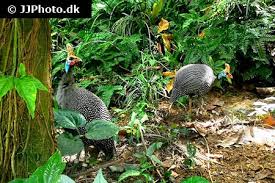 Attēlu rezultāti vaicājumam “Numida meleagris”