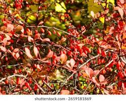 Attēlu rezultāti vaicājumam “Berberis thunbergii fruit”