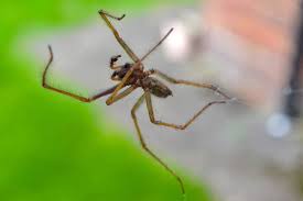 Attēlu rezultāti vaicājumam “Tegenaria sp.”