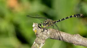Attēlu rezultāti vaicājumam “Onychogomphus forcipatus”