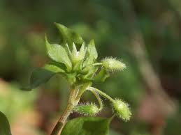 Attēlu rezultāti vaicājumam “Stellaria media flower”