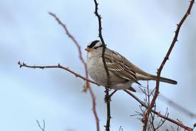 Image result for Zonotrichia leucophrys