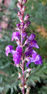 Image result for Linaria purpurea