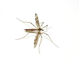 Attēlu rezultāti vaicājumam “Limoniidae”