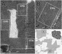 Attēlu rezultāti vaicājumam “Acantholyda posticalis”