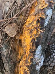 Attēlu rezultāti vaicājumam “Chrysothrix candelaris”