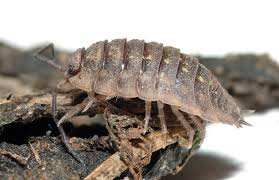 Attēlu rezultāti vaicājumam “Oniscoidea”