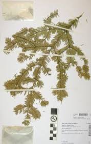 Attēlu rezultāti vaicājumam “Abies veitchii”