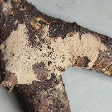 Attēlu rezultāti vaicājumam “Merismodes anomala”