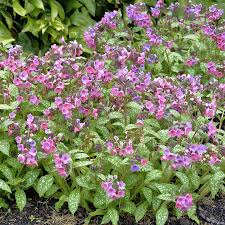 Image result for Lungenkraut