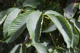 Attēlu rezultāti vaicājumam “Aesculus flava leaf”