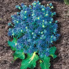 Image result for Eryngium `Blue Hobbit`