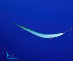 Image result for Dermatolepis inermis