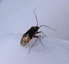 Attēlu rezultāti vaicājumam “Adelphocoris seticornis”