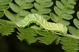 Attēlu rezultāti vaicājumam “Willkommlangea reticulata macro”