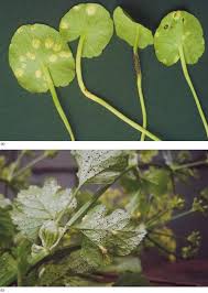 Attēlu rezultāti vaicājumam “Uromyces dactylidis”