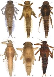 Attēlu rezultāti vaicājumam “Thecabius affinis imago”