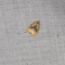 Attēlu rezultāti vaicājumam “Acleris forsskaleana”