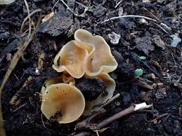 Attēlu rezultāti vaicājumam “Peziza flavida”