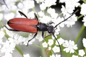 Attēlu rezultāti vaicājumam “Anastrangalia sanguinolenta”