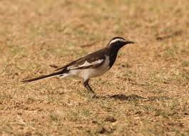 Attēlu rezultāti vaicājumam “Motacillidae”