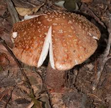 Attēlu rezultāti vaicājumam “Amanita rubescens”