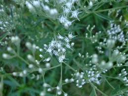 Attēlu rezultāti vaicājumam “Clossiana euphrosyne upperside”