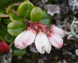 Attēlu rezultāti vaicājumam “Vaccinium vitis-idaea bud”