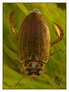 Attēlu rezultāti vaicājumam “Rhantus frontalis”