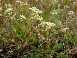 Attēlu rezultāti vaicājumam “Scleranthus perennis flower”