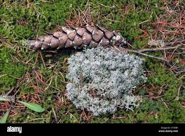 Attēlu rezultāti vaicājumam “Cladonia rangiferina”