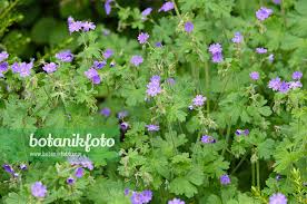 Attēlu rezultāti vaicājumam “Geranium pyrenaicum”
