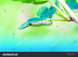 Attēlu rezultāti vaicājumam “Nematus ribesii”