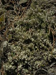 Attēlu rezultāti vaicājumam “Cladonia phyllophora”