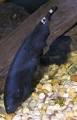 Gymnotiformes - Wikipedia, the free encyclopedia