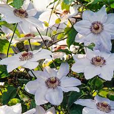 Attēlu rezultāti vaicājumam “Clematis”