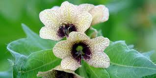 Attēlu rezultāti vaicājumam “Eurhynchiastrum pulchellum macro”