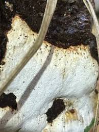 Attēlu rezultāti vaicājumam “Perenniporia medulla-panis”