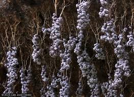 Attēlu rezultāti vaicājumam “Badhamia bethelii stalked”