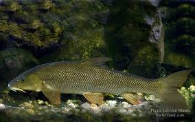 Image result for Barbus barbus