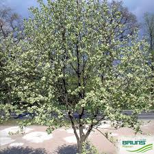 Attēlu rezultāti vaicājumam “Sorbus aria”