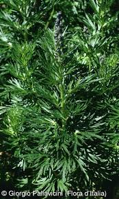 Attēlu rezultāti vaicājumam “Aconitum napellus leaf”