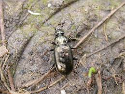 Attēlu rezultāti vaicājumam “Loricera pilicornis”