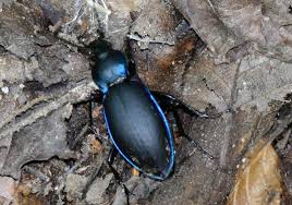Attēlu rezultāti vaicājumam “Carabus violaceus”